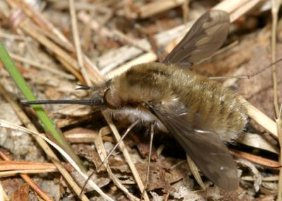 Bombylius major