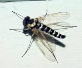 Ornate  Snipe Fly - Chrysopilus ornatus (male)