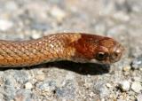 brown phase Northern Red-bellied Snake - Storeria occipitomaculata occipitomaculata
