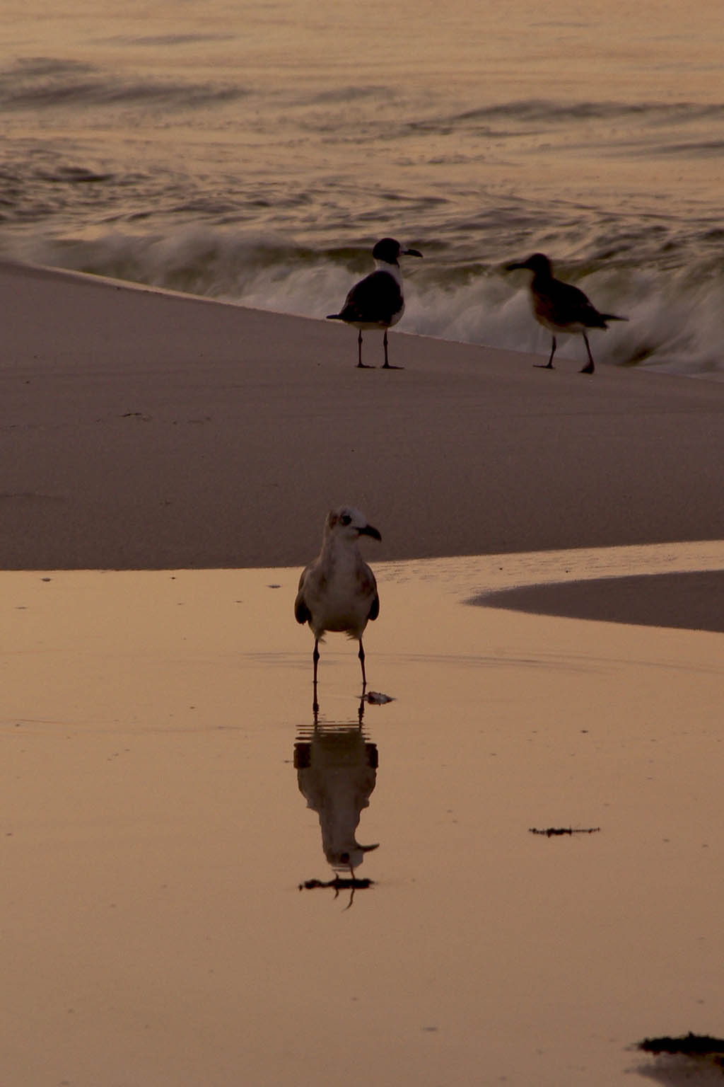 Birds at dawn