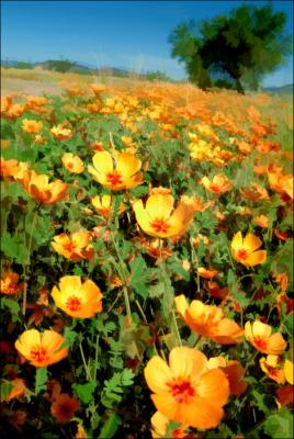 Flowers in AZ