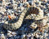 Sidewinder