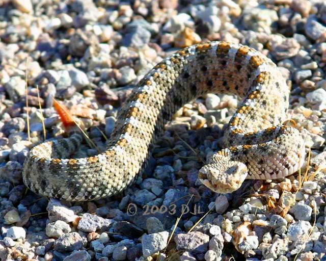 Sidewinder