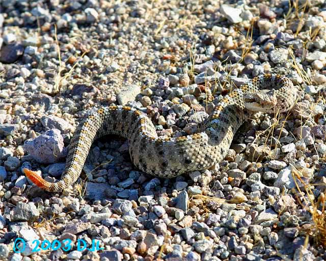 Sidewinder