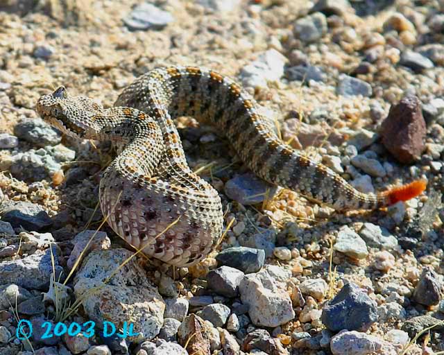 Sidewinder