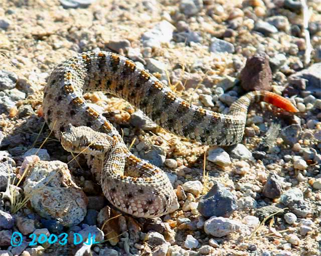 Sidewinder