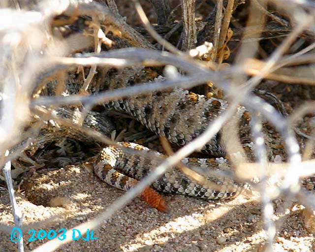 Sidewinder