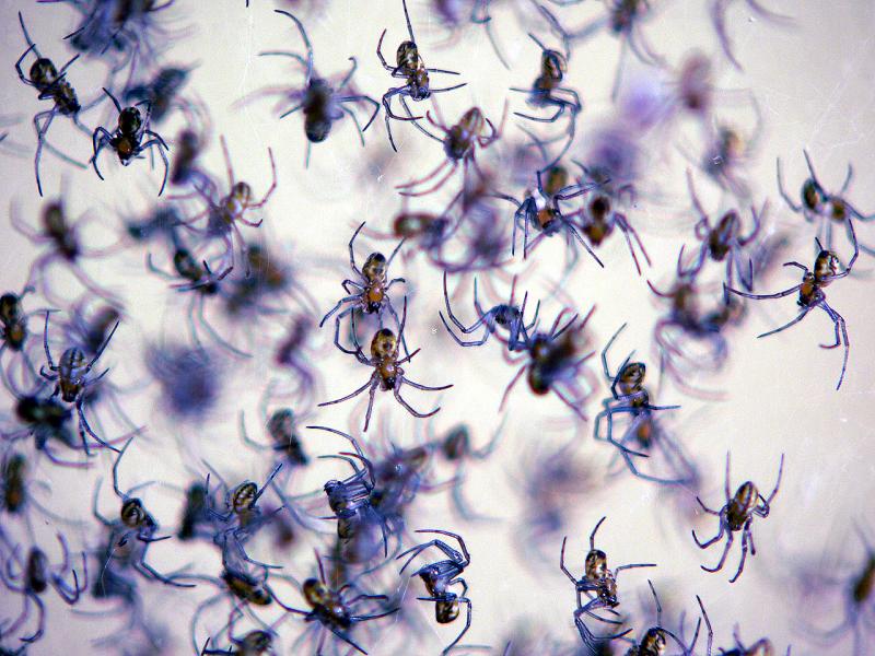 babyspiders.jpg