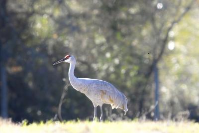 Sandhill Crane