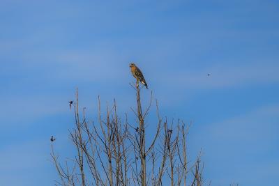 Red Shouldered Hawk
