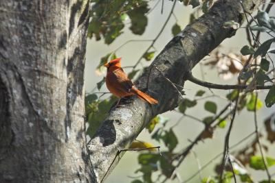Male Northern Cardnial