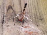 dragonfly.jpg