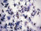 babyspiders.jpg