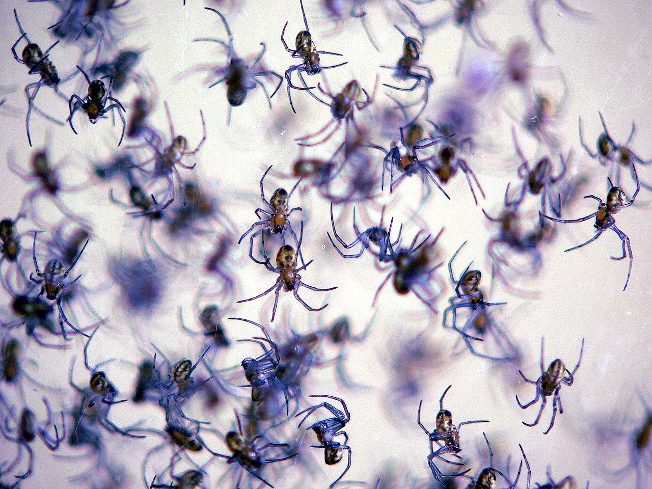 babyspiders.jpg