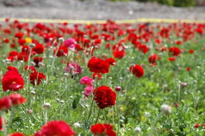 The flower fields at Carlsbad Ranch