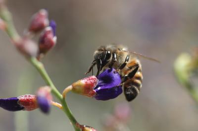 Anza-Borrego Desert State Park-Bee 02