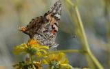 Painted Lady 06