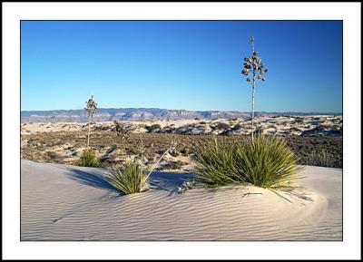Yucca, White Sands NM