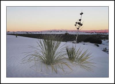 Yucca after sunset, White Sands NM
