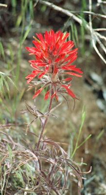 Desert Paintbrush (Castilleja sp.)