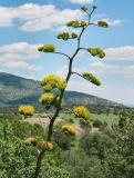 Century Plant Flowers (Agave sp.)