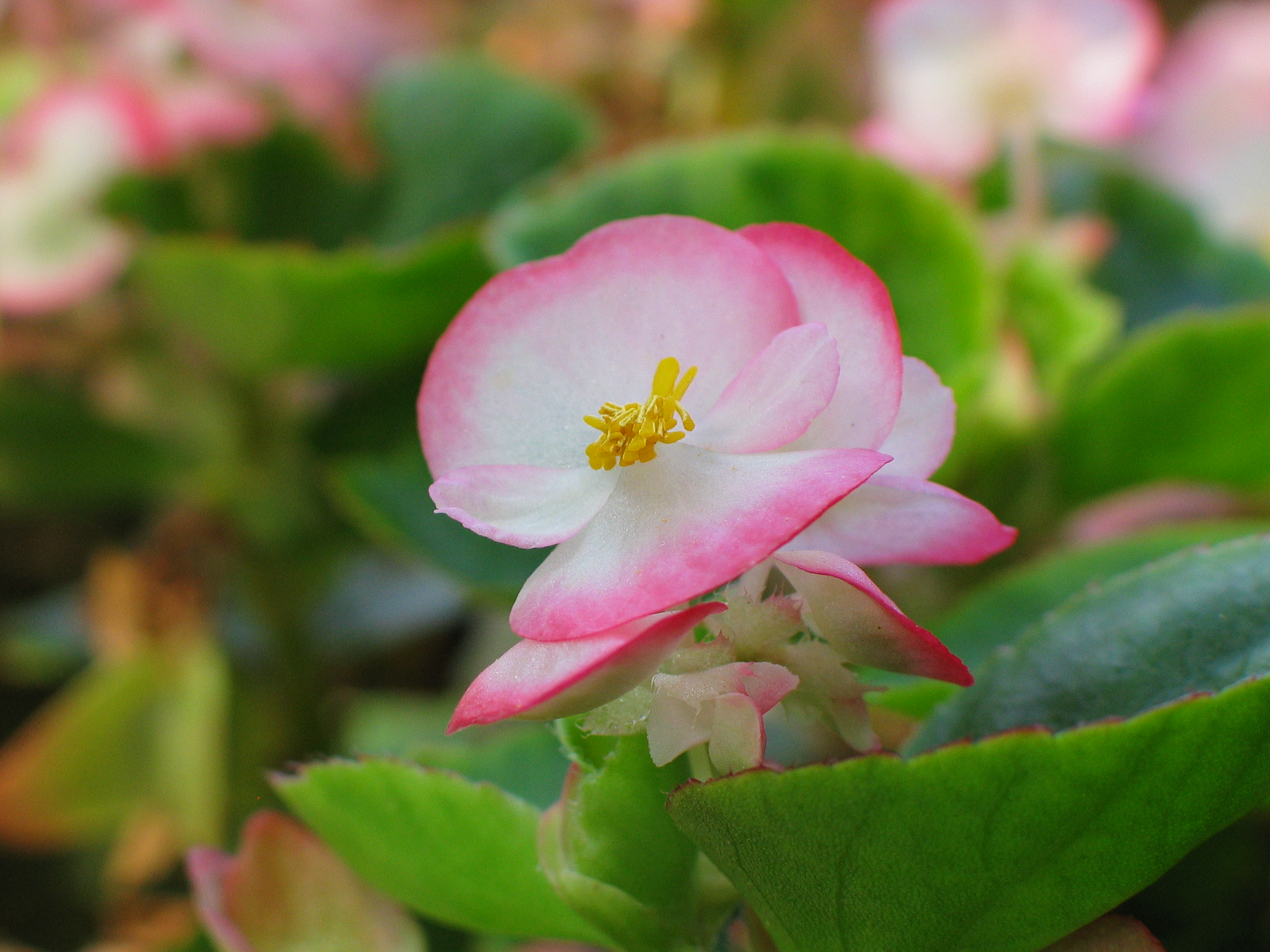 Wax Begonia (Begonia semperflorens)