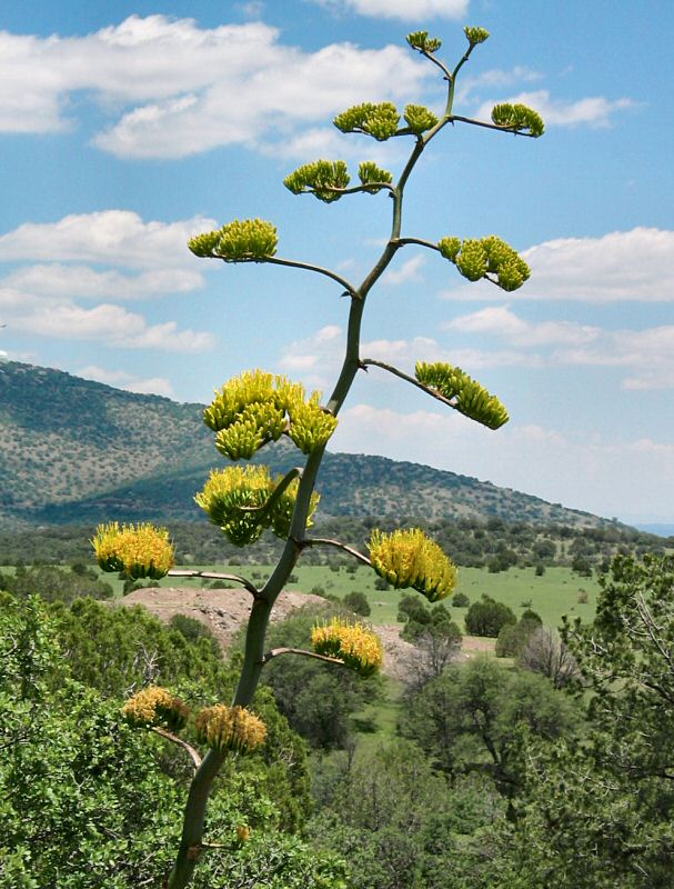 Century Plant Flowers (Agave sp.)