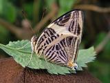 Colobura dirce butterfly