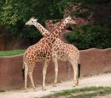 zoo146c.jpg