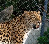 zoo162c.jpg