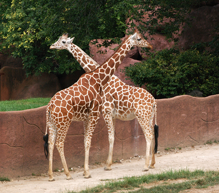 zoo146c.jpg