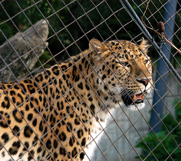 zoo162c.jpg