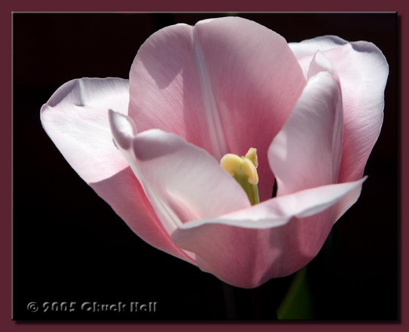 Pink Tulip