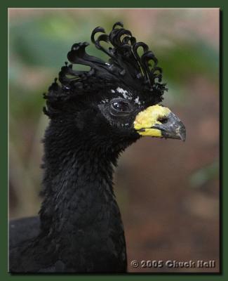 You Think You Have a Hair Problem