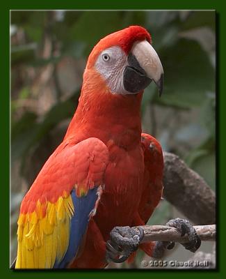 Pretty Polly
