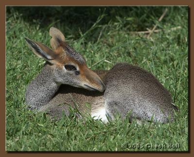 An Antelope Named DikDik