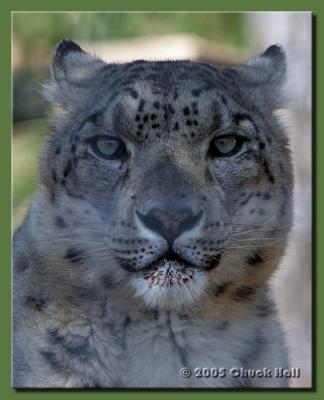 Snow Leopard