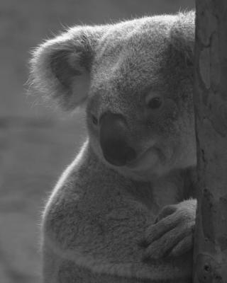 Cuddly Koala