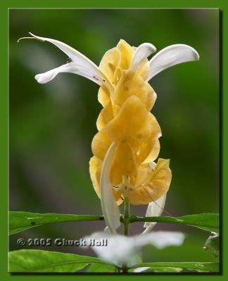 Yellow Tower