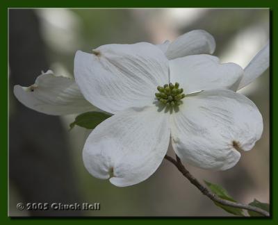 Dogwood