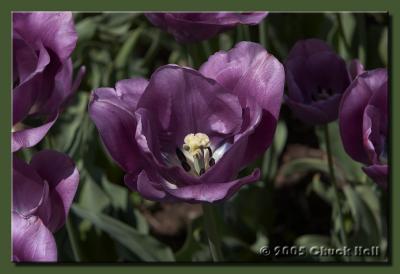 Lots of Tulips