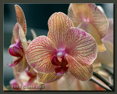 Orchid Fiesta