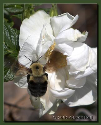 Busy Bumble Bee