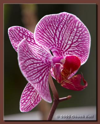 Magenta Orchid