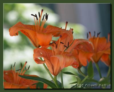 Tiger Lillies