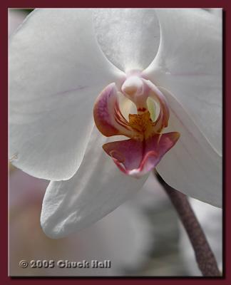White Orchid