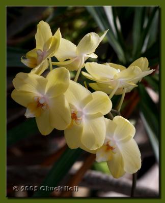 Yellow Orchids