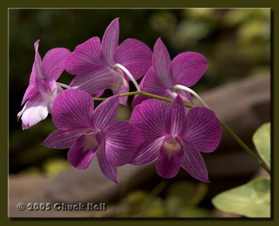 Magenta Orchids
