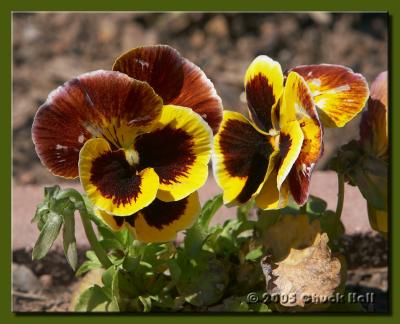 Pansies