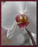 White Orchid